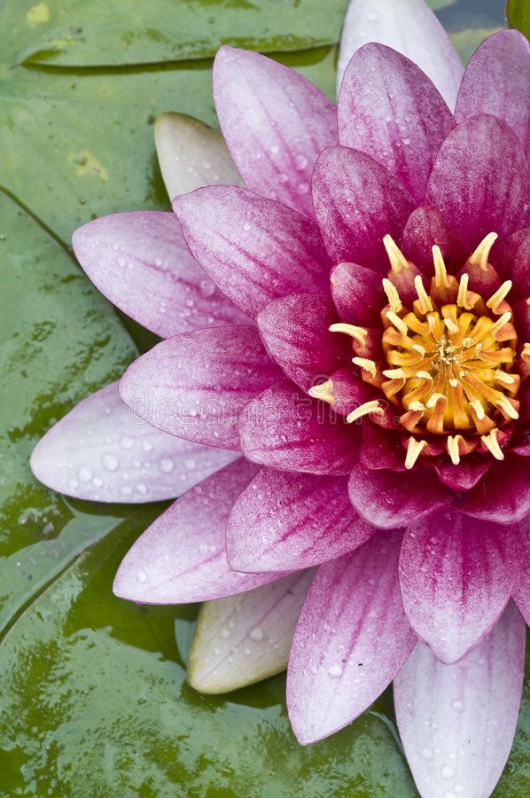 a pink flower with yellow center surrounded by water lilies and green leafy leaves