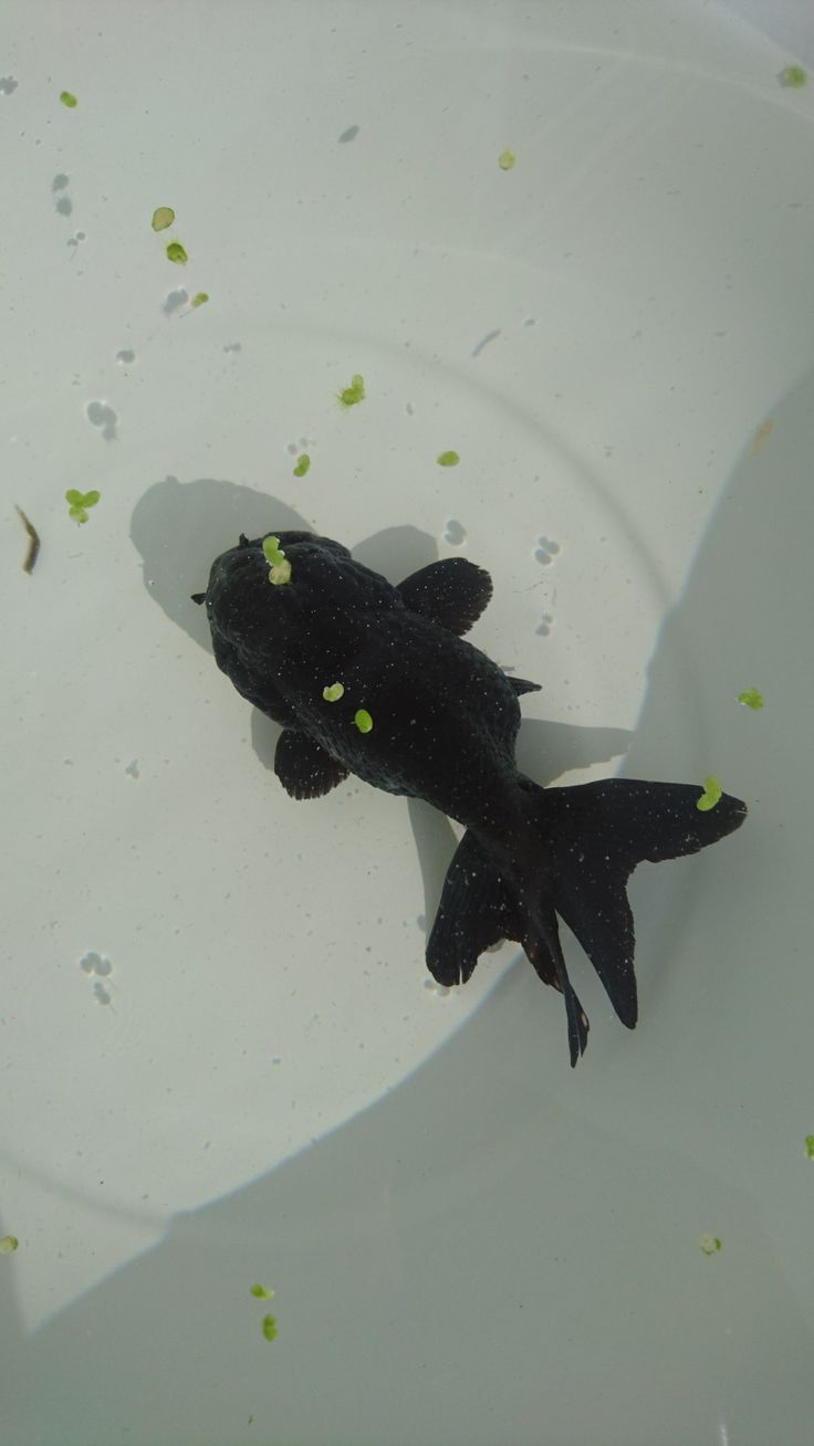 a black fish floating on top of a white bowl filled with green algae and water