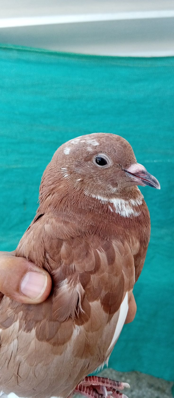 a bird that is sitting on someone's hand