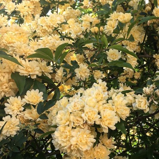 yellow flowers are blooming on the tree