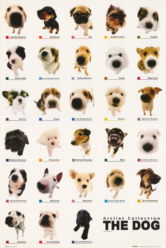 a poster with many different types of dogs on it's back side, including the names of each dog