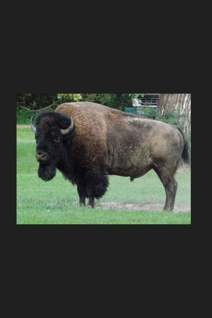 a large bison standing on top of a lush green field