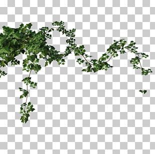 green leaves on a white background png