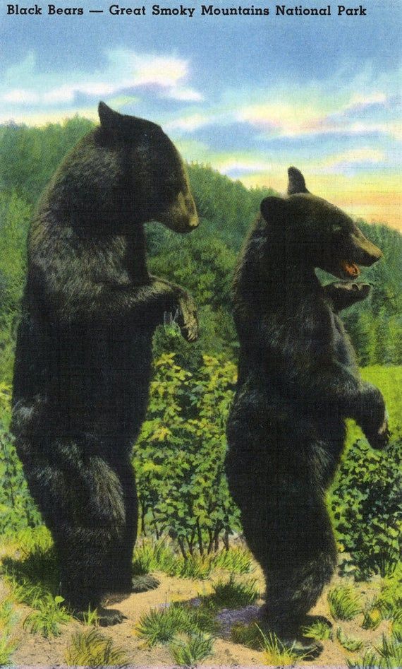 two black bears standing on their hind legs