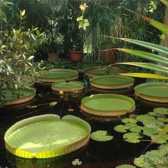 lily pads are growing in the pond surrounded by greenery