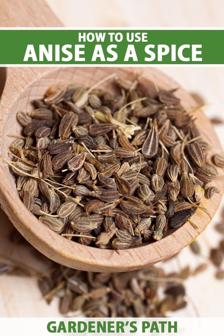 anise as a spice in a wooden spoon with text overlay reading how to use anise as a spice gardener's path