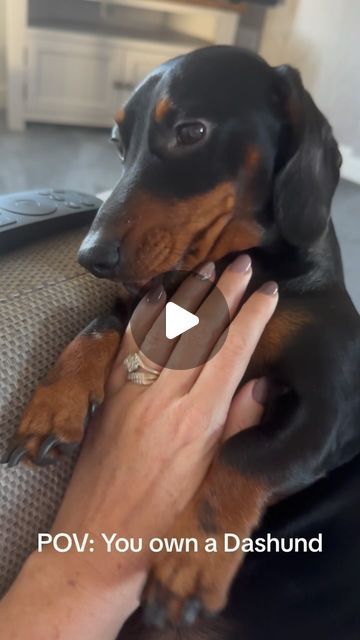 a person holding a small dog in their lap with the caption pov you own a dachshund