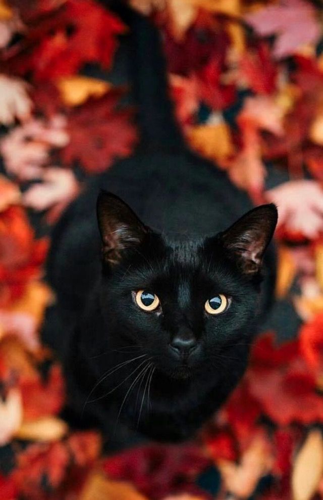 a black cat with blue eyes standing in front of autumn leaves on the ground and looking up