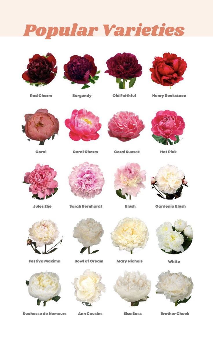 the different types of flowers are shown in this poster, which includes pink and white carnations