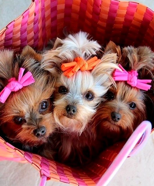 three small dogs are sitting in a basket with pink bows on their heads and one dog is looking at the camera