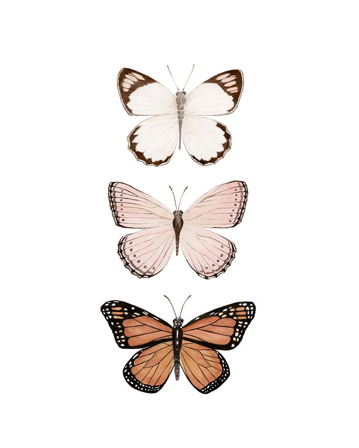 three different butterflies on a white background