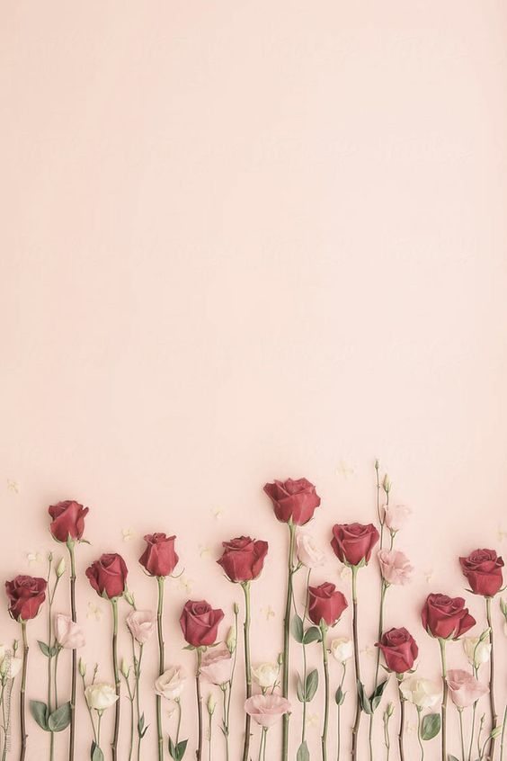 red and white flowers against a pink background with space for the word love written on it