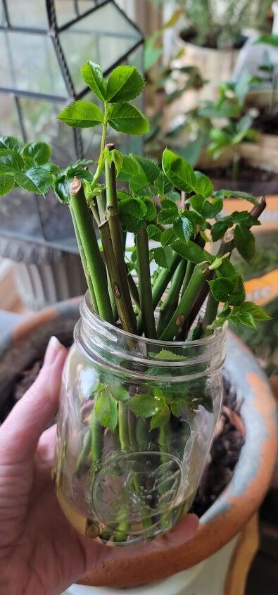 a person holding a jar filled with green plants