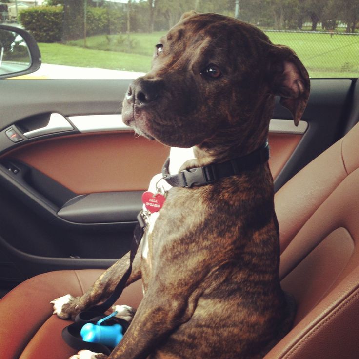 a dog sitting in the back seat of a car