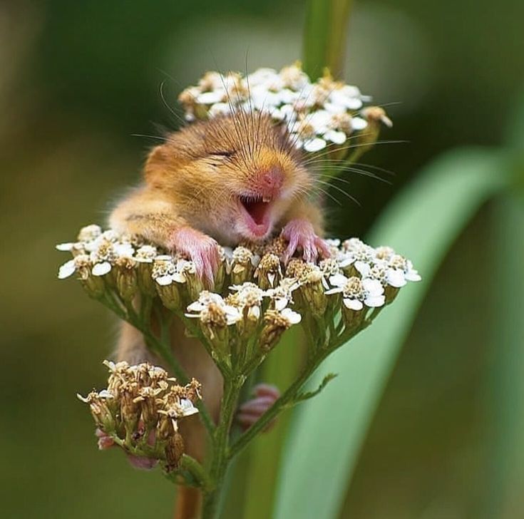 a small rodent sitting on top of a flower with it's eyes closed