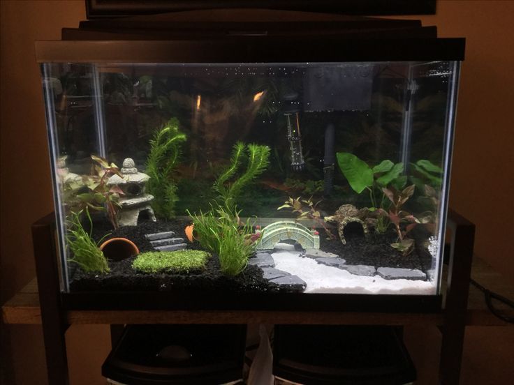 an aquarium with plants and rocks in it