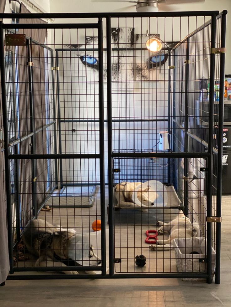 two dogs are sleeping in their kennels