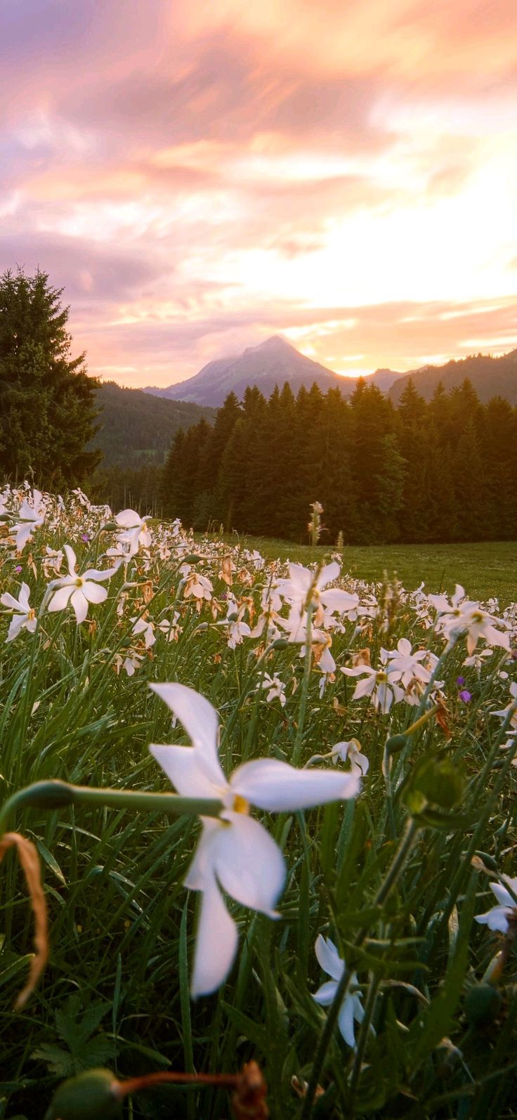 white flowers are in the grass with mountains in the backgrounnd at sunset