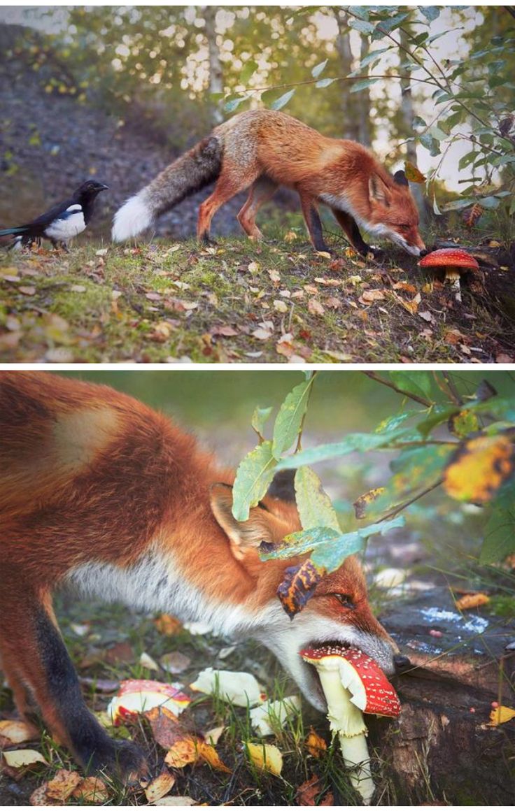 two pictures of different animals in the woods and one is eating something on the ground