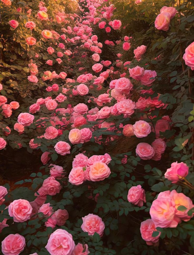 many pink roses are blooming in the garden, and there is no image to describe