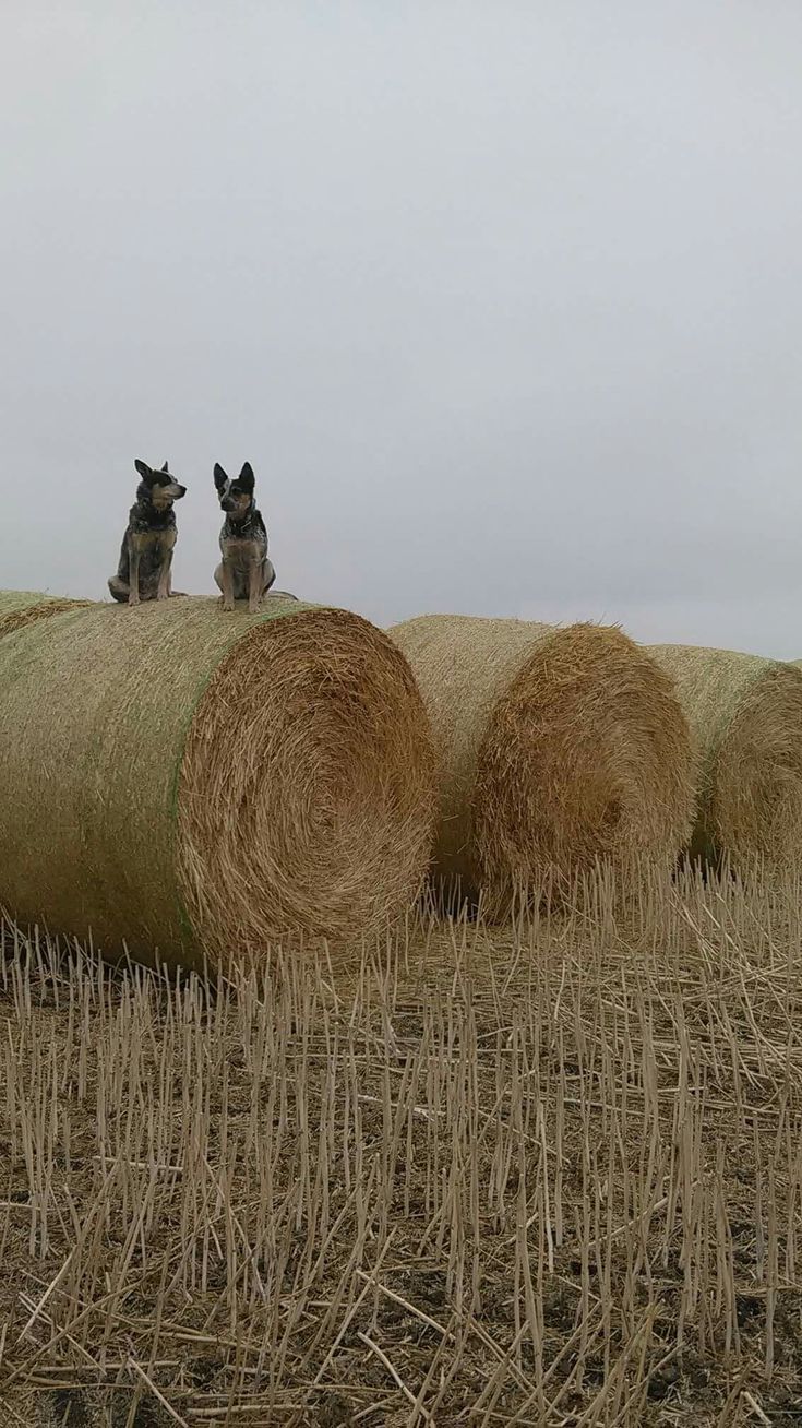 two dogs sitting on top of hay bales in the middle of an open field