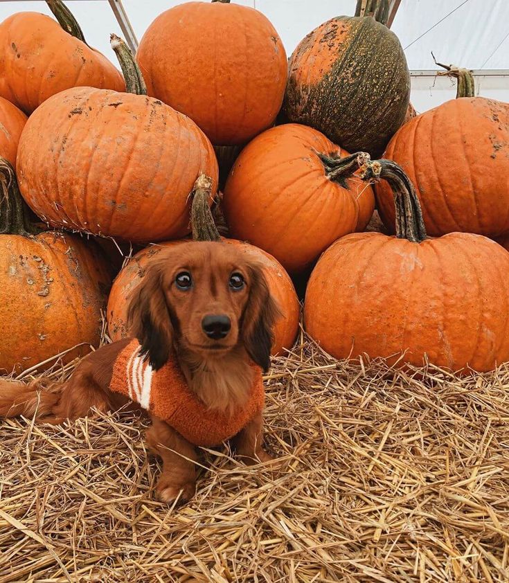 a brown dog sitting in front of a pile of pumpkins on top of hay