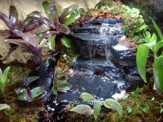 a small waterfall in the middle of some plants and rocks with water running down it