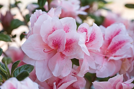 pink flowers are blooming in the garden