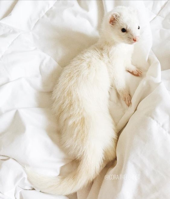 a ferret sitting on top of a bed covered in white sheets