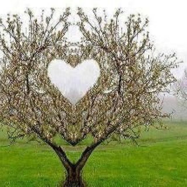 a heart shaped tree in the middle of a field