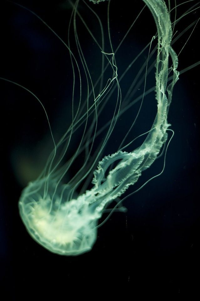 the underside of a jellyfish swimming in dark water with its head turned to look like it's coming out of the water