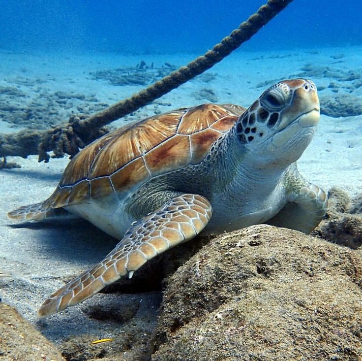 a turtle is swimming in the water near some rocks and corals on the ocean floor