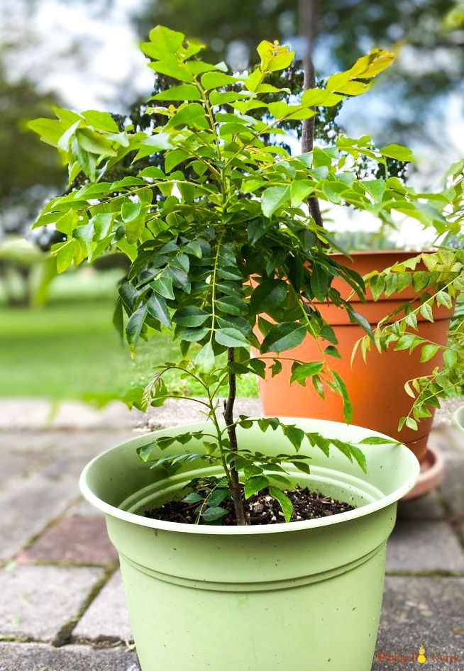 two potted plants sitting next to each other on a stone floor in front of trees