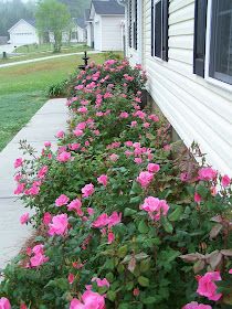 pink flowers line the side of a house