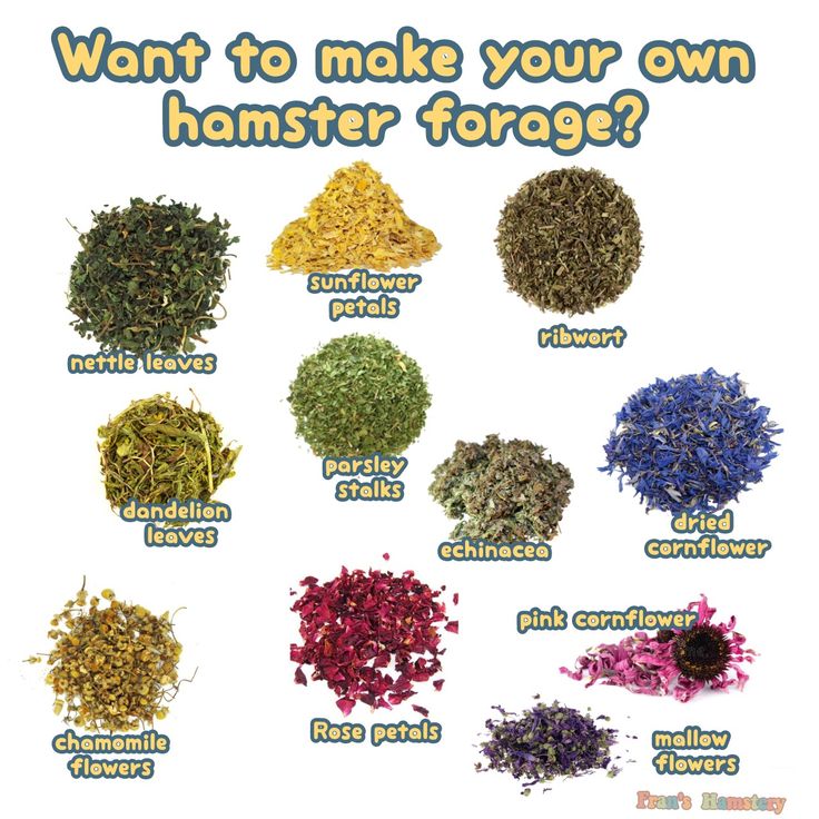 a poster with different types of flowers and herbs to make your own hamster forage