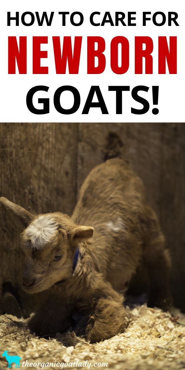 a baby goat laying on top of hay next to a fence with the words how to care for newborn new born goats