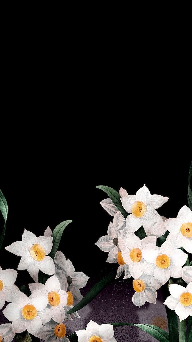 some white flowers with yellow centers on a black background