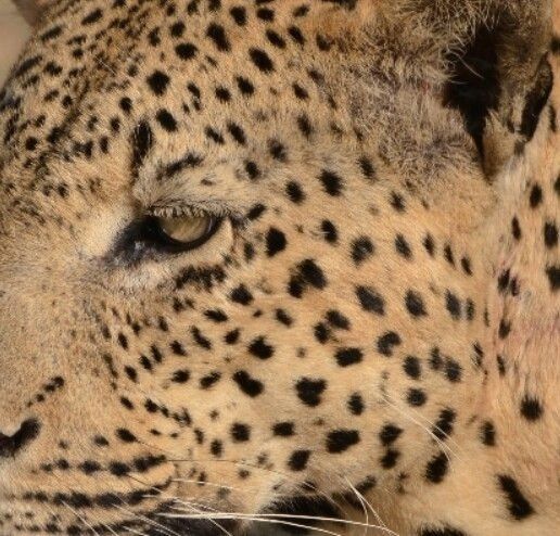 a close up of a cheetah's face