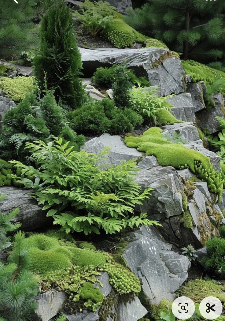 the rocks are covered with green plants and moss