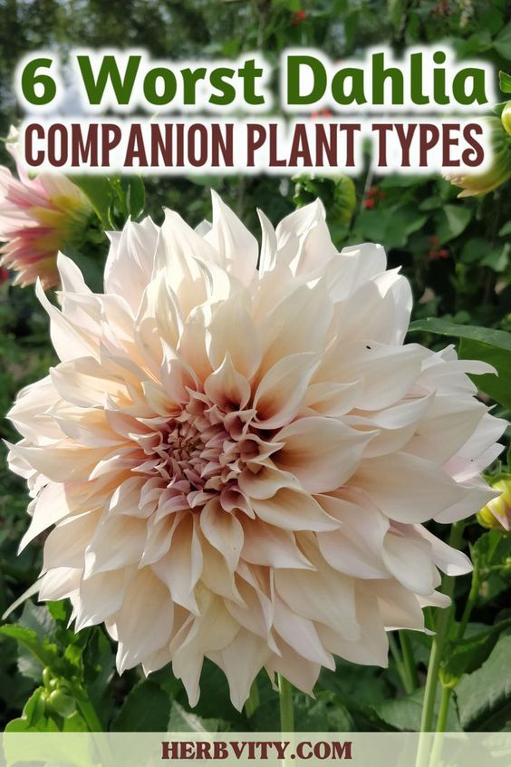 a large white flower with the words 6 worst dahlia companion plant types on it