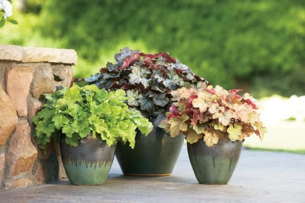 three potted plants sitting next to a stone wall