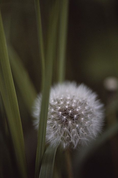 a dandelion is sitting in the middle of some green grass and it's seeds are almost gone