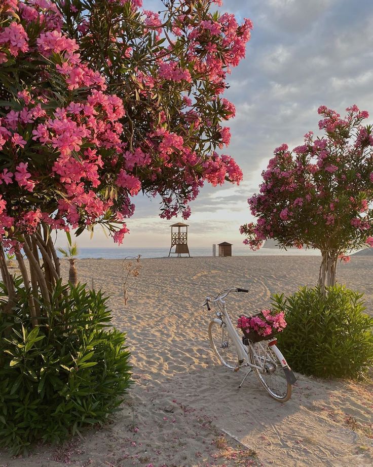 a bike parked on the beach next to some pink flowers