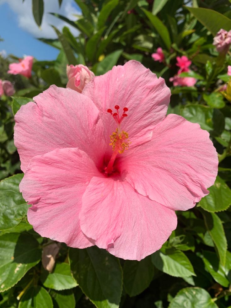 a pink flower with green leaves and blue sky in the backgrounnds