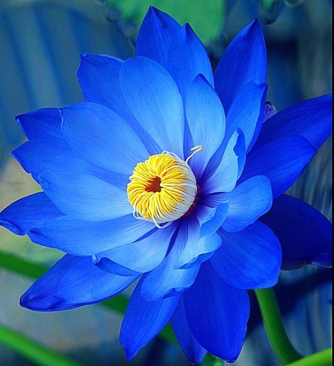 a large blue flower with yellow center surrounded by green leaves and water lilies in the background