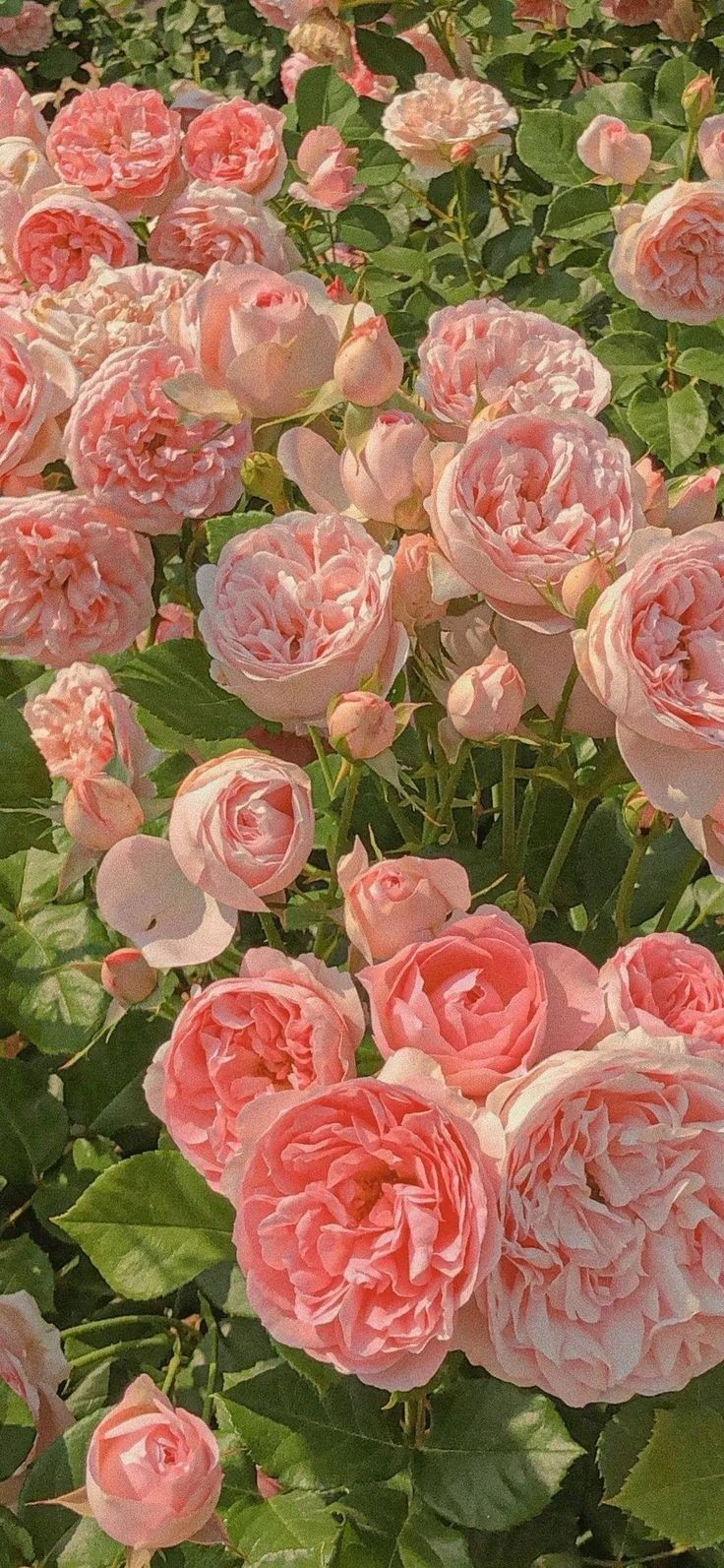 many pink roses are blooming in the garden, with green leaves and stems on either side