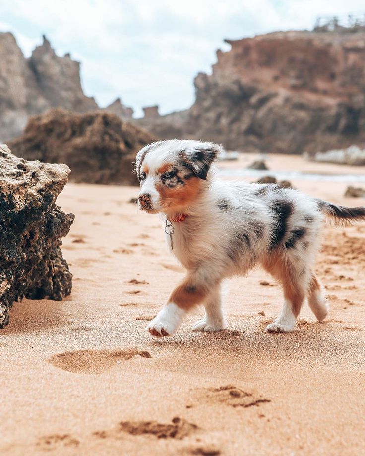 a small dog walking on top of a sandy beach