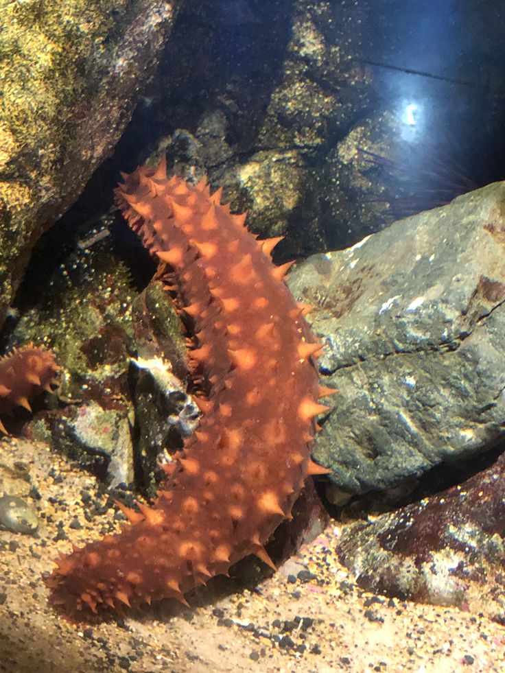 a close up of a sea horse on rocks