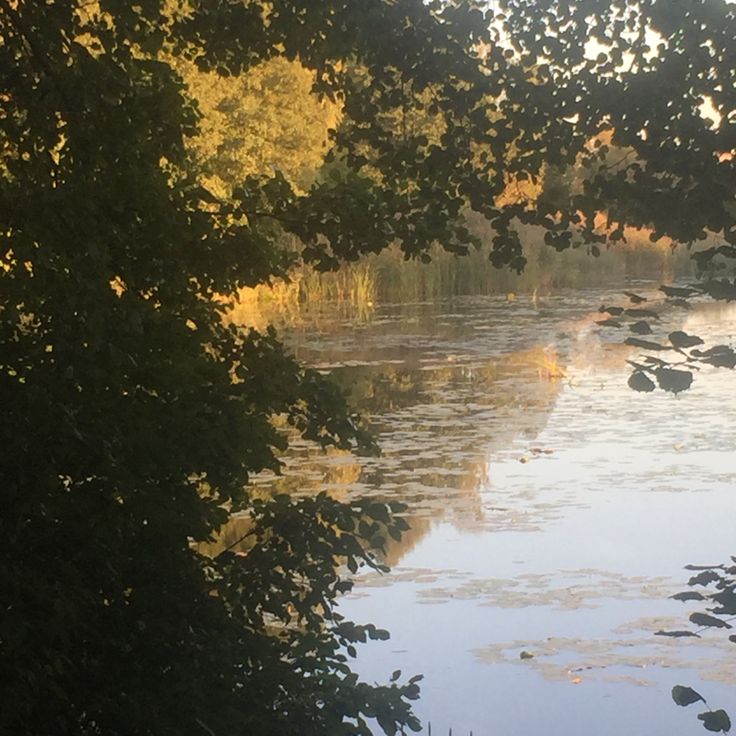 the water is calm and still moving through the trees in the foreground, with leaves on the ground