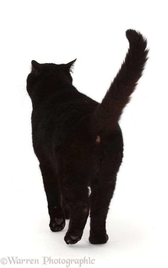 a black cat standing on its hind legs